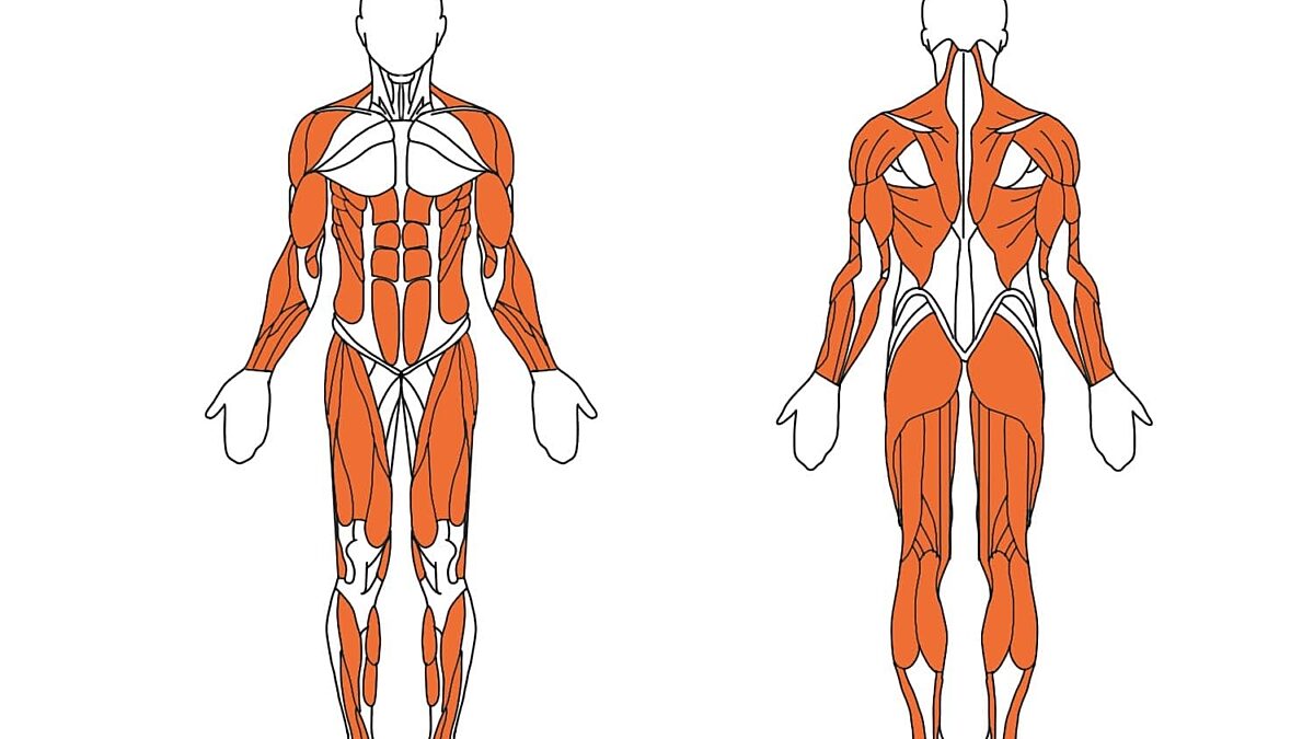 Welche Muskeln trainiert ein Rudergerät?